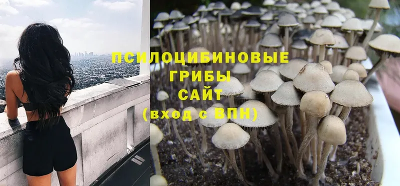 даркнет сайт  Курганинск  Галлюциногенные грибы Psilocybine cubensis 